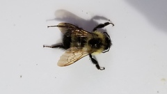 Bombus vagans