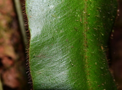 Elaphoglossum raywaense
