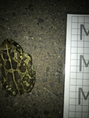 Sclerophrys pantherina