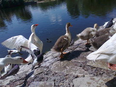 Anser anser domesticus