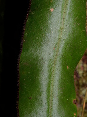 Elaphoglossum raywaense