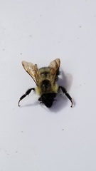 Bombus vagans