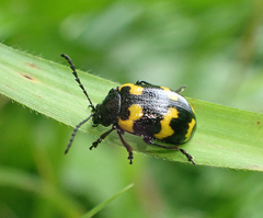 Gallerucida bifasciata