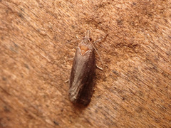 Endothenia quadrimaculana