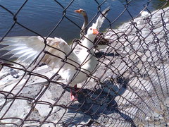 Anser anser domesticus