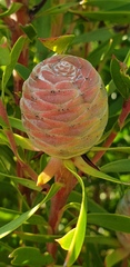 Leucadendron coniferum