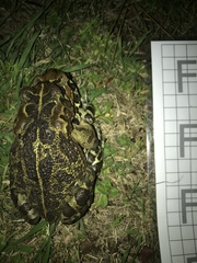 Sclerophrys pantherina