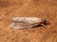 Endothenia quadrimaculana