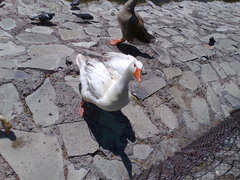 Anser anser domesticus