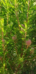 Leucadendron coniferum