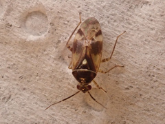 Orthops basalis