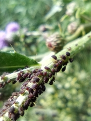 Aphis
