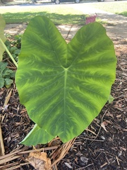 Araceae