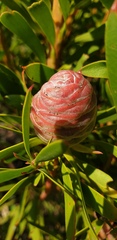 Leucadendron coniferum
