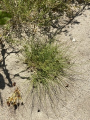 Fimbristylis vahlii