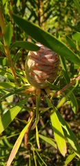 Leucadendron coniferum