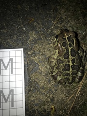 Sclerophrys pantherina