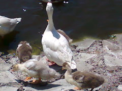 Anser anser domesticus