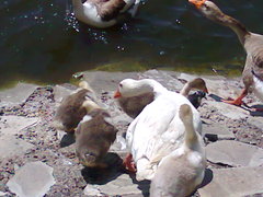 Anser anser domesticus