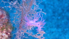 Flabellina affinis