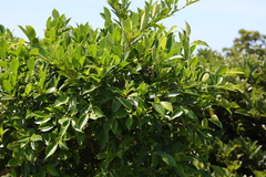 Ficus virgata