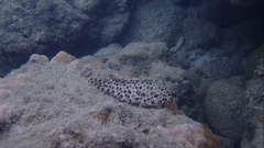Epinephelus quoyanus