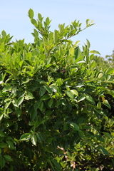Ficus virgata
