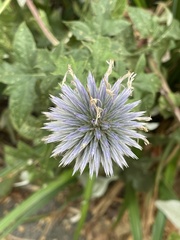 Echinops bannaticus