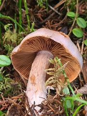 Cortinarius camphoratus