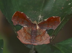 Fascellina albicordis