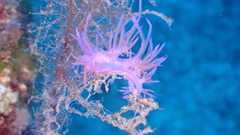 Flabellina affinis