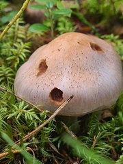 Cortinarius camphoratus