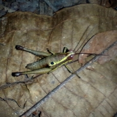 Orthoptera