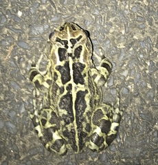 Sclerophrys pantherina