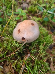 Cortinarius camphoratus