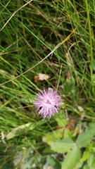 Centaurea nigra