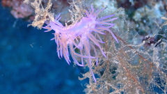 Flabellina affinis