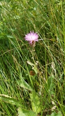 Centaurea nigra