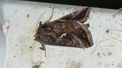 Autographa precationis