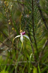 Caladenia lorea