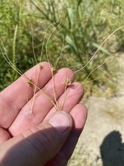 Fimbristylis vahlii