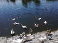 Anser anser domesticus