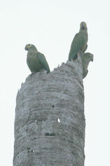 Orthopsittaca manilatus