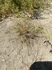 Fimbristylis vahlii