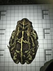 Sclerophrys pantherina