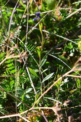 Polygala hybrida