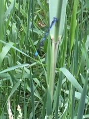 Coenagrion pulchellum