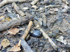 Phanaeus triangularis