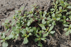 Portulaca oleracea