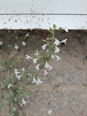 Clinopodium nepeta
